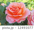 ピンク 12491077