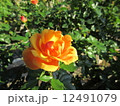 きんいろ 12491079