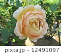 カップ咲き 12491097
