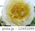 イエロー 12491099
