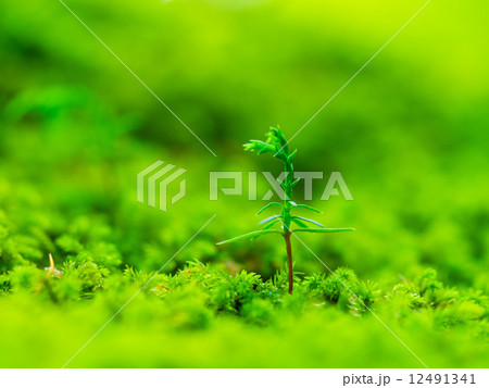 檜の芽生え 檜の芽生え 12491341