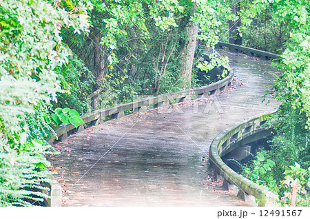 A wooden golf cart pathway bridge curves around trees A wooden golf cart pathway bridge curves around trees 12491567