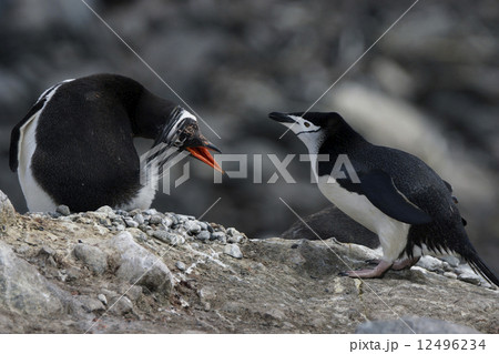 ジェンツーペンギンとヒゲペンギン 12496234