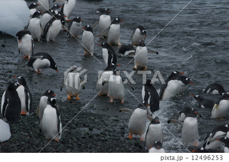 ジェンツーペンギン ジェンツーペンギン 12496253