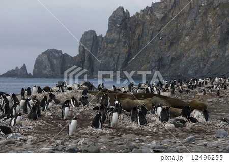 ジェンツーペンギン 12496255