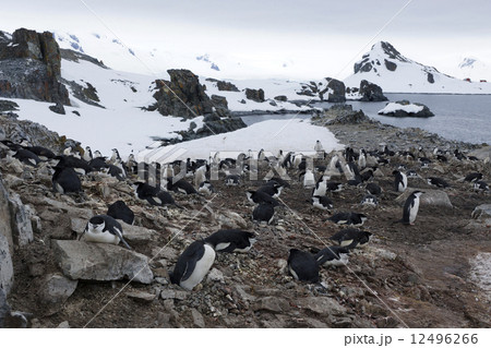 ヒゲペンギン ヒゲペンギン 12496266