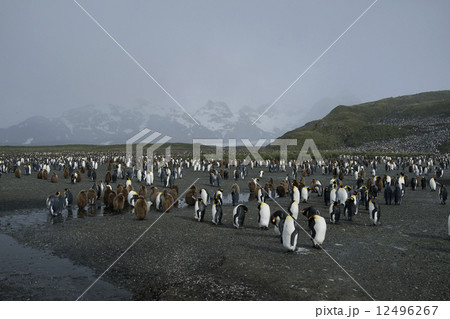 キングペンギン 12496267