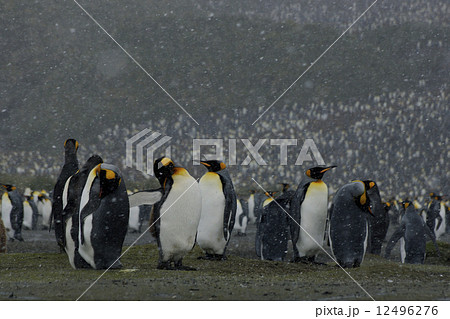 キングペンギン 12496276