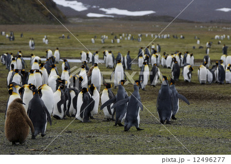 キングペンギン キングペンギン 12496277