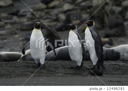 キングペンギン 12496281