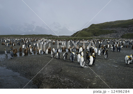 キングペンギン 12496284