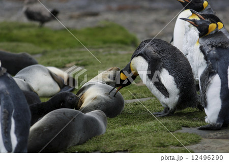 キングペンギン キングペンギン 12496290