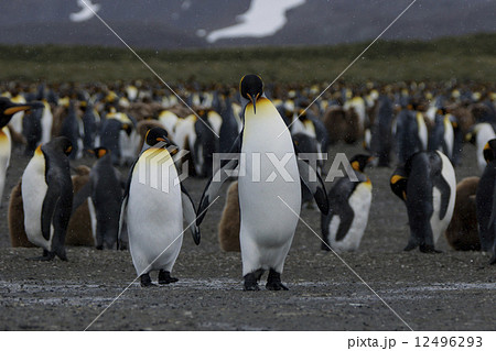 キングペンギン 12496293