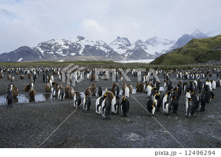 キングペンギン 12496294