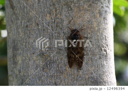 アブラゼミ 12496394