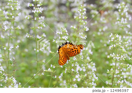 カラミントの花とツマグロヒョウモン 12496397
