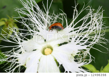 キカラスウリの花とウリハムシ 12496398