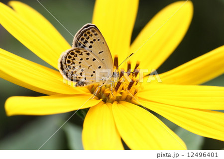 キクイモの花とヤマトシジミ 12496401