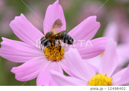 コスモスとオオハキリバチ コスモスとオオハキリバチ 12496402
