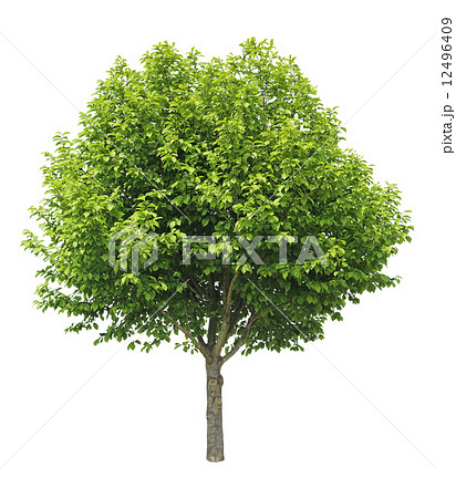 一本木コブシ 一本木コブシ 12496409