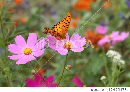 秋の花壇 12496473