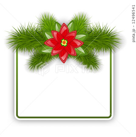 Christmas postcard with fir twigs and flower poinsettia 12496541