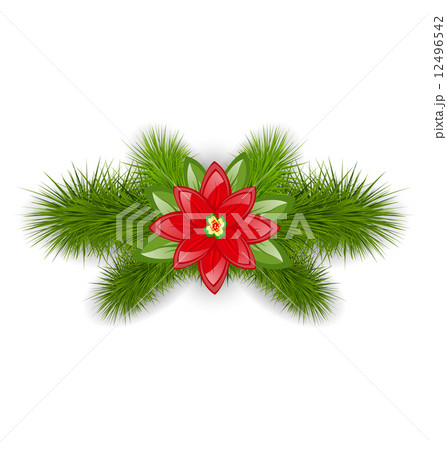 Christmas composition with fir twigs and flower poinsettia, isol 12496542