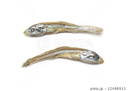 煮干し 12496915