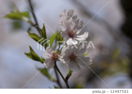 桜 12497581