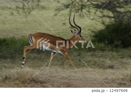 インパラ インパラ 12497606