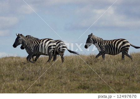 サバンナシマウマ 12497670