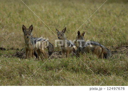 ヨコスジジャッカル 12497676