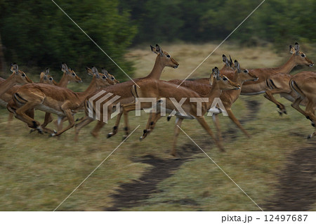 インパラ 12497687