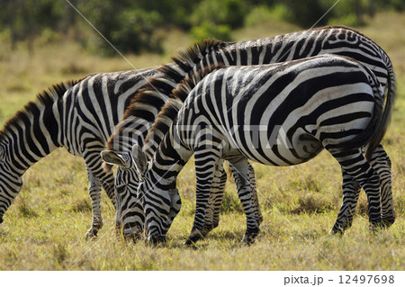 サバンナシマウマ サバンナシマウマ 12497698
