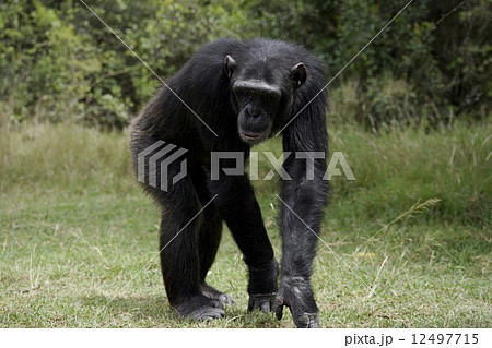 チンパンジー 12497715