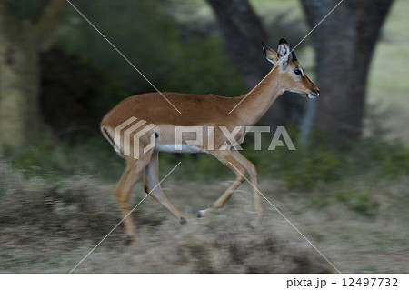 インパラ 12497732