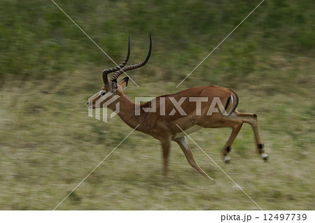 インパラ インパラ 12497739