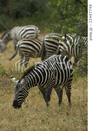 サバンナシマウマ サバンナシマウマ 12497749