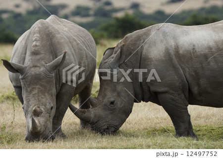 シロサイ 12497752