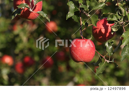 サンふじ 12497896