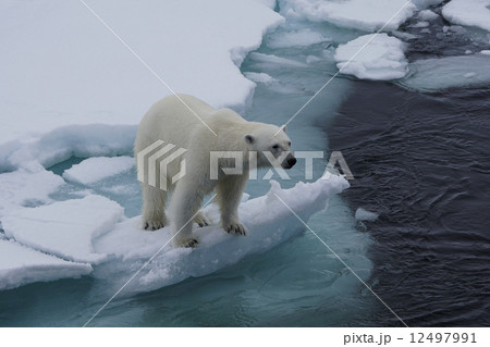 ホッキョクグマ ホッキョクグマ 12497991