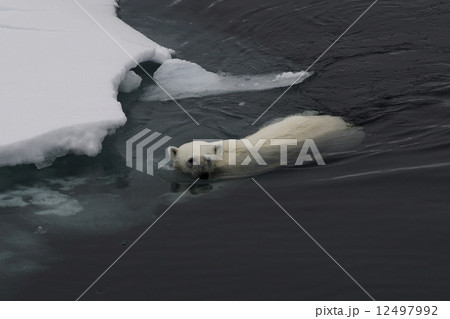 ホッキョクグマ 12497992