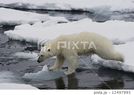 ホッキョクグマ ホッキョクグマ 12497993