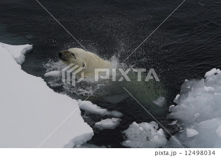 ホッキョクグマ 12498034