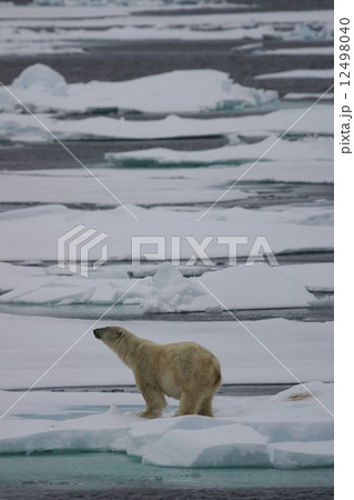 ホッキョクグマ ホッキョクグマ 12498040