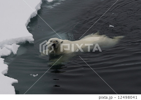 ホッキョクグマ 12498041