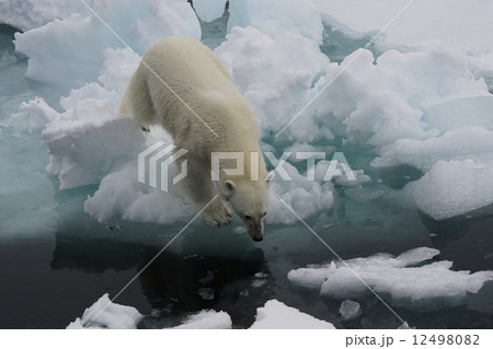 ホッキョクグマ 12498082