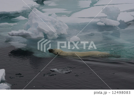 ホッキョクグマ 12498083