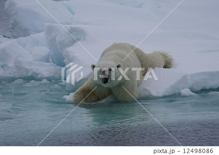 ホッキョクグマ 12498086