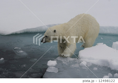 ホッキョクグマ 12498122